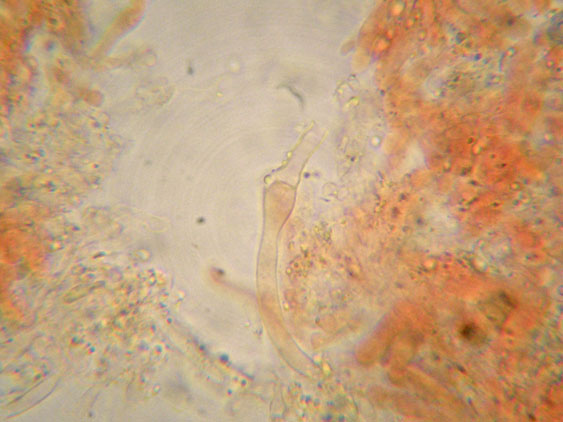 Da determinare (Ceraceomyces serpens)