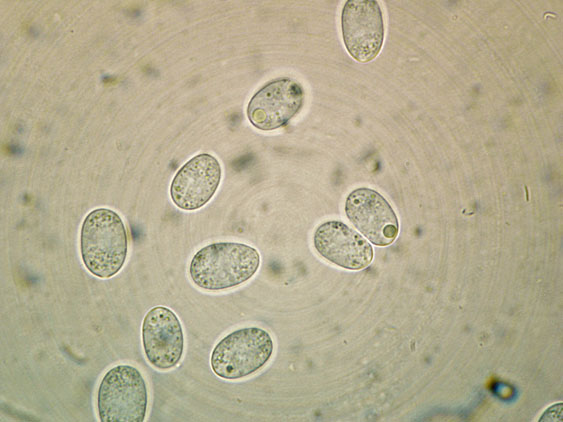Peniophora lilacea Bourdot & Galzin