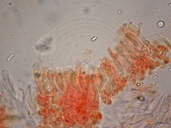 Curiosità più che determinaz.-foto6074(Postia leucomallella)