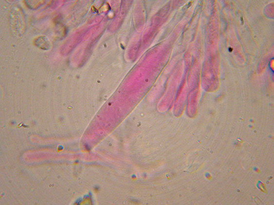 Mutatoderma mutatum