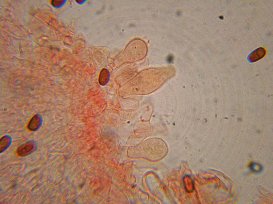 Psathyrella da determinare (cfr. Psathyrella spadiceogrisea)