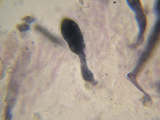 Quiz N. 3 (Peniophora incarnata)