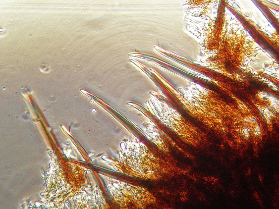 Quiz N. 5 (Hymenochaete fuliginosa)