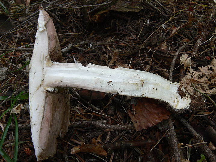 Agaricus augustus Fr.