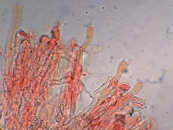 Quiz N.7 (Peniophora quercina)