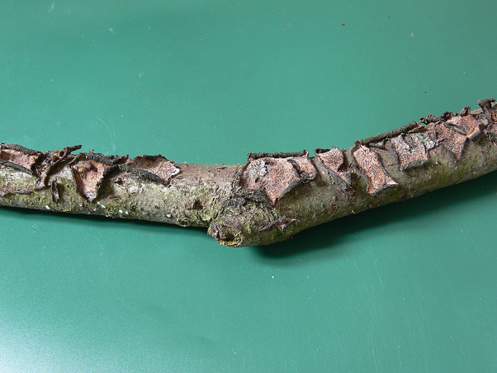 Quiz N.7 (Peniophora quercina)