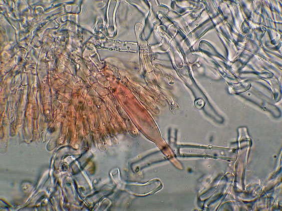 Quiz N.9 (Phanerochaete sordida )