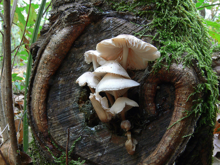 Raccolte del 25 Ottobre