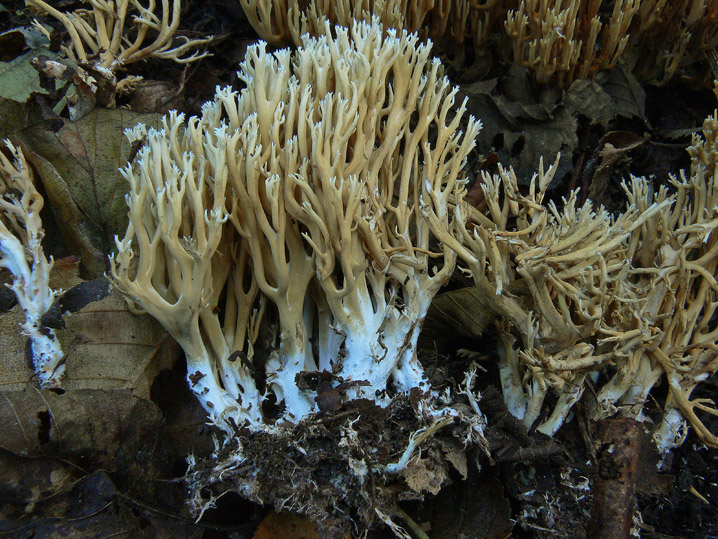 Raccolte del 4 Ottobre