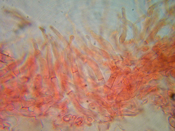 Russula N. 2 da determinare (cfr. Russula turci)