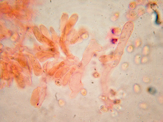 Crepidotus da determinare