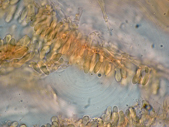 Curiosità più che determinaz.-foto6074(Postia leucomallella)