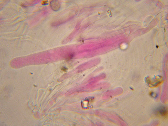 Mutatoderma mutatum