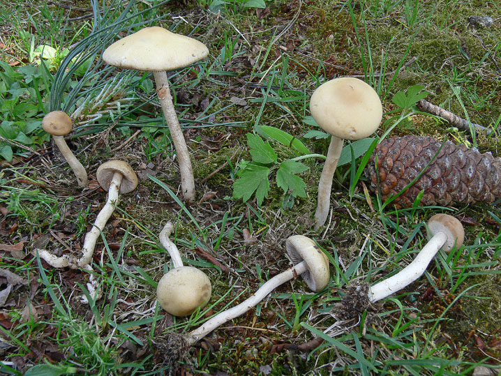 Tra boschi, parchi e giardini.......