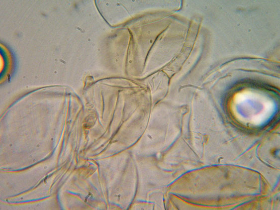 Coprinellus micaceus