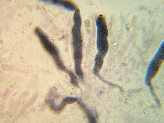 Quiz N. 3 (Peniophora incarnata)