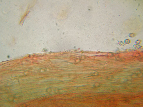 Raccolte del 30 e  31 Maggio