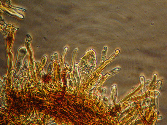 Quiz N.4 (Phaeolus schweinitzii)