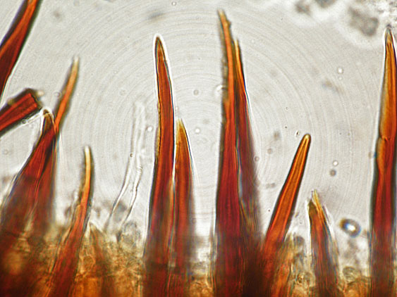 Quiz N. 5 (Hymenochaete fuliginosa)