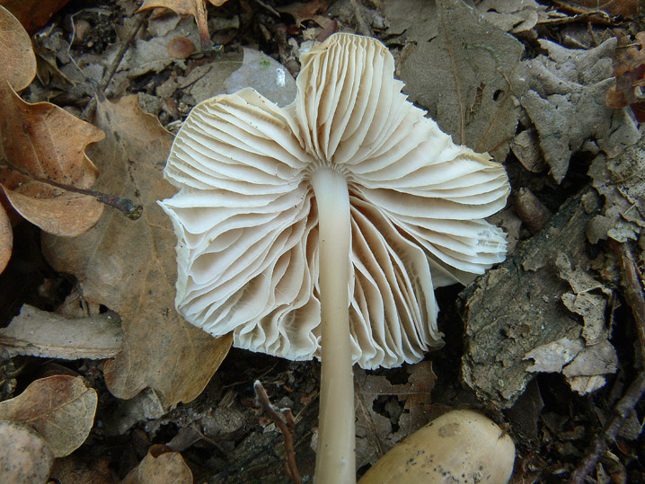 Raccolte del 25 Ottobre