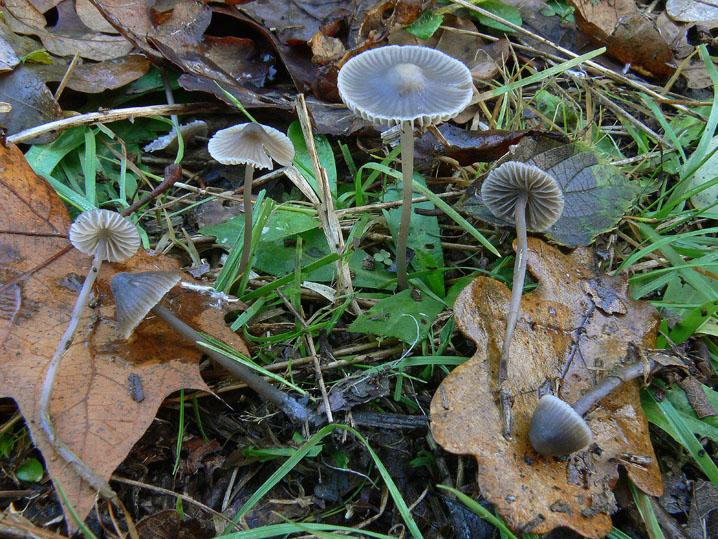 Raccolte del 9 Novembre