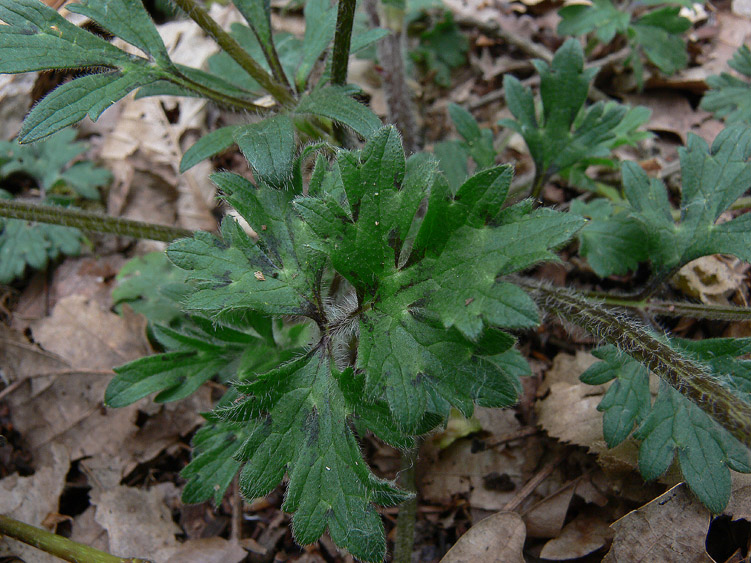 Ranunculus bulbosus
