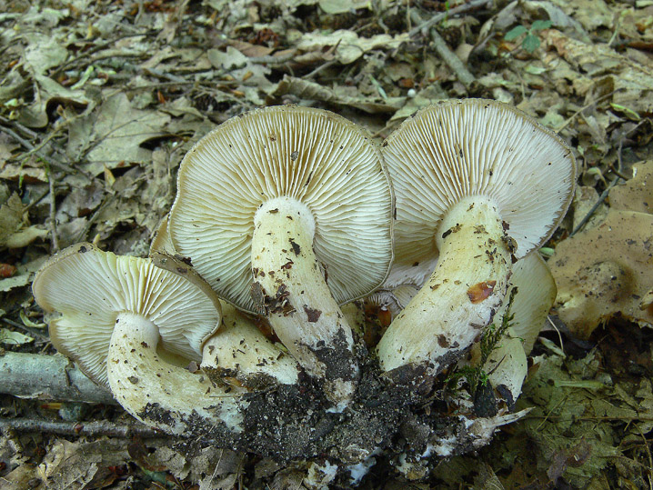 Tra boschi, parchi e giardini.......