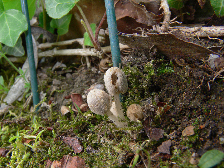 Tra boschi, parchi e giardini.......