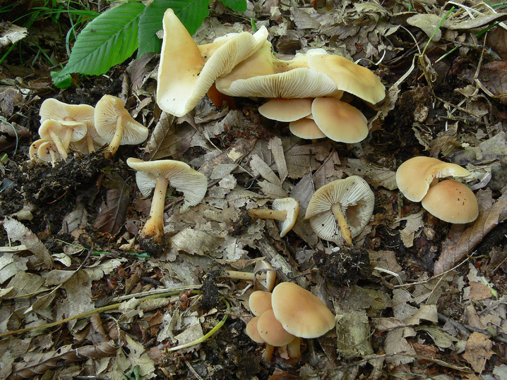 Raccolte del 2 Maggio