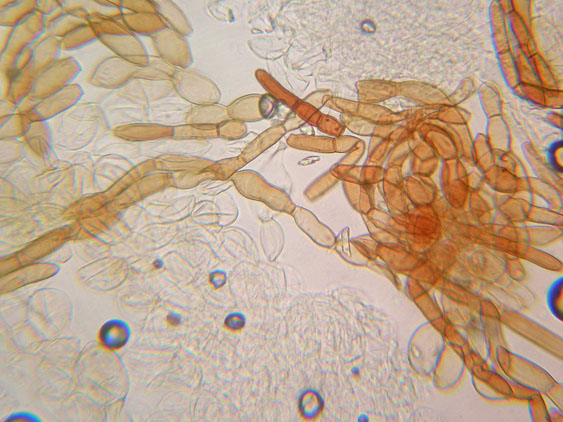 Raccolte del 2 Maggio