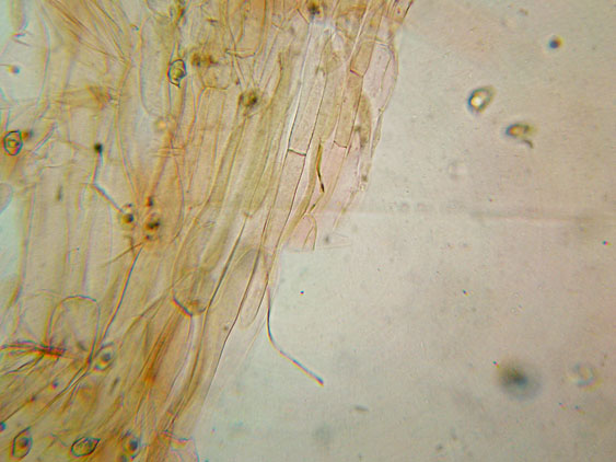 Raccolte del 30 e  31 Maggio