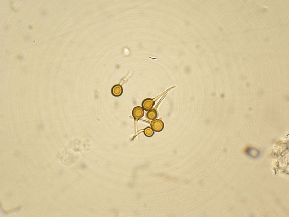 Bovista da determinare