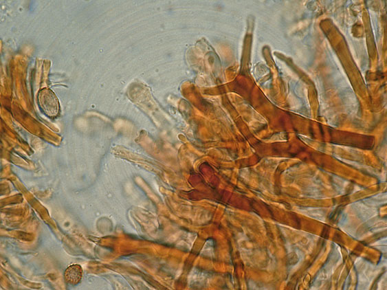 Probabile Ganoderma adspersum-foto6463(Ganoderma adspersum)