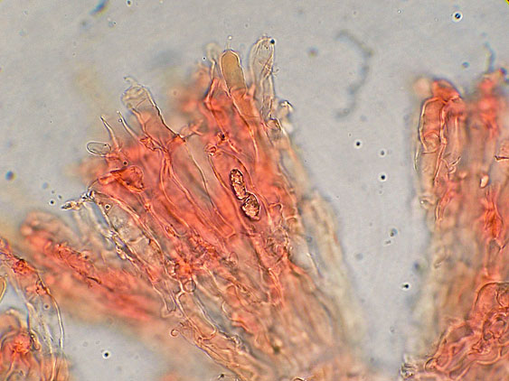 Quiz N.7 (Peniophora quercina)