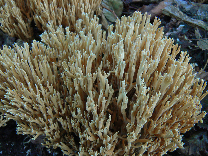 Raccolte del 4 Ottobre