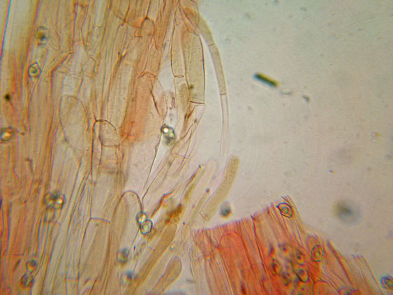 Raccolte del 30 e  31 Maggio