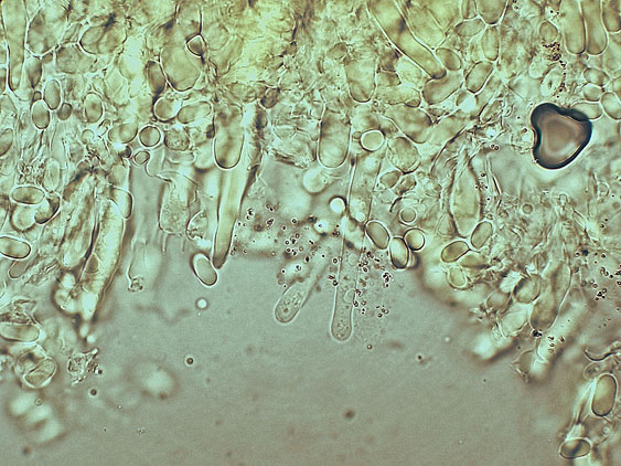 Peniophorella praetermissa (P. Karst.) K.H. Larss.