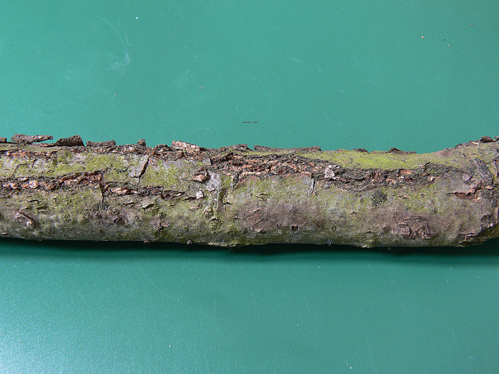 Quiz N.7 (Peniophora quercina)