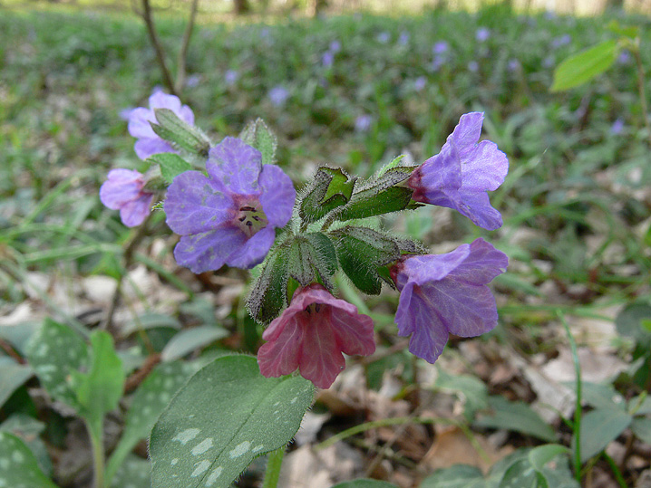 fioriture...di primavera