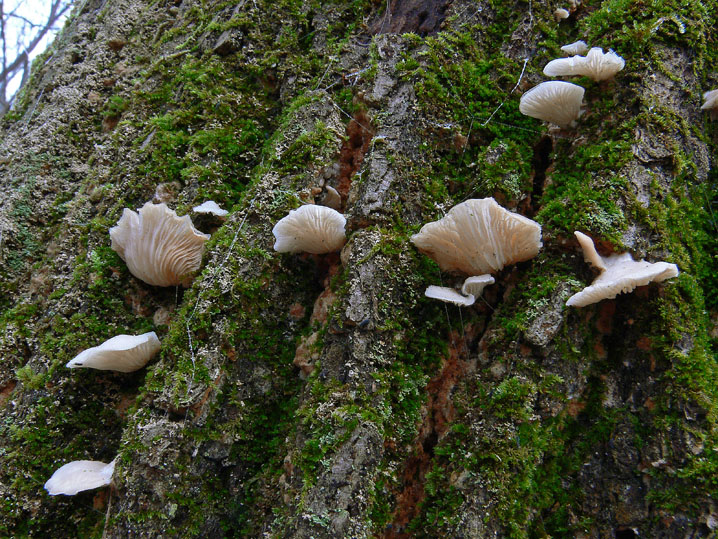 Ultime raccolte del 2008