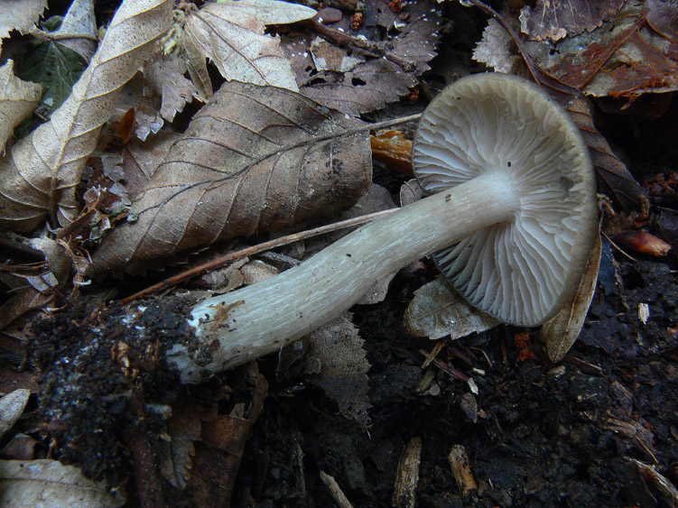 Entoloma da determinare (cfr. E. aprile/ E. lucidum)