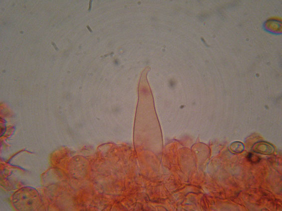 Psathyrella da determinare