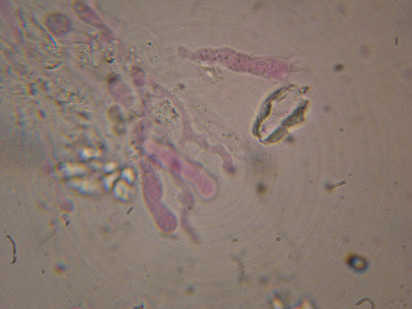 Hyphoderma roseocremeum? (Hyphoderma roseocremeum)