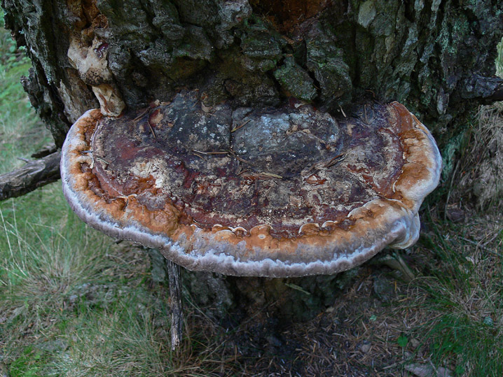 Estate 2008