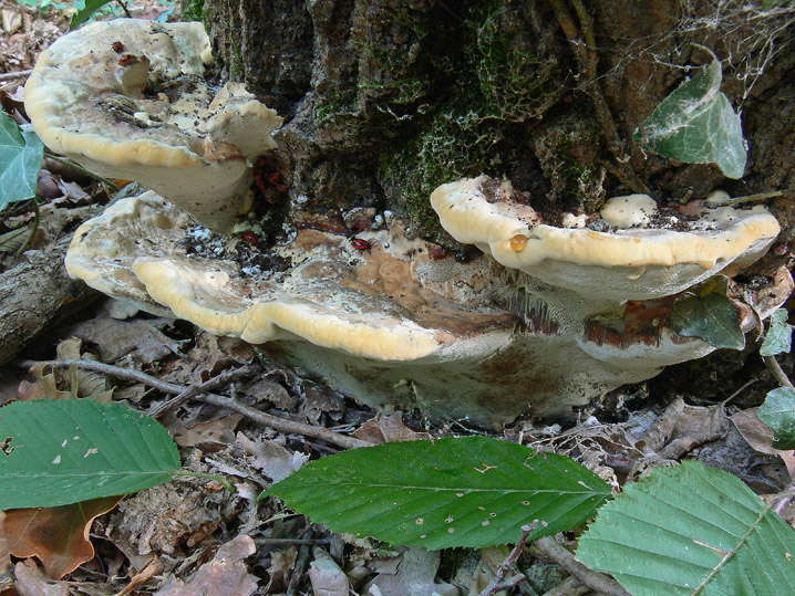 Perenniporia fraxinea (Bull.) Ryvarden