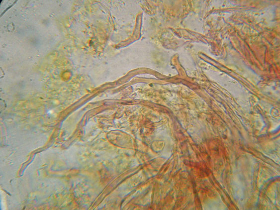 Perenniporia fraxinea (Bull.) Ryvarden