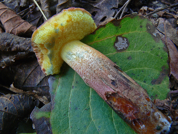 Xerocomus cisalpinus?