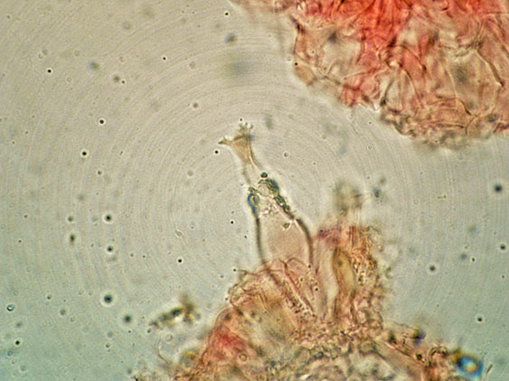 Mycenella margaritispora (J.E. Lange) Singer