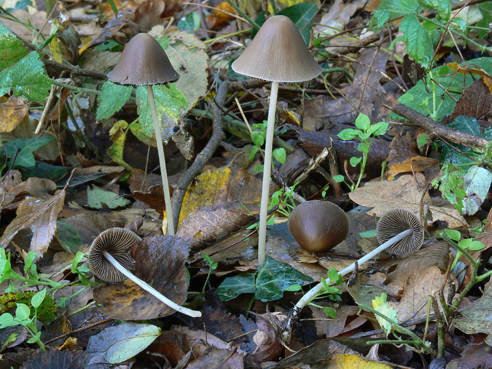 Raccolte del 9 Novembre