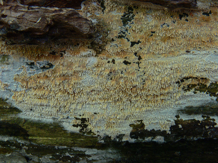 Phanerochaete raduloides? (Phanerochaete aculeata)